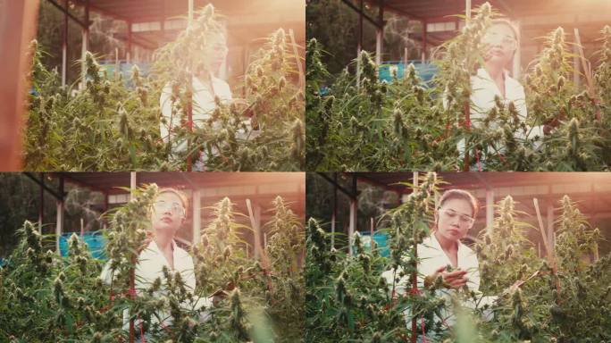 研究人员检查了大麻植物。