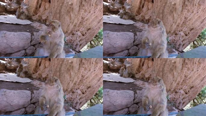 摩洛哥，乌祖德瀑布，一只巴巴里猕猴一边吃花生，一边照看它的家人