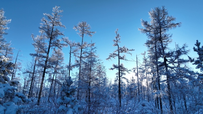 大兴安岭林海雪原雪林