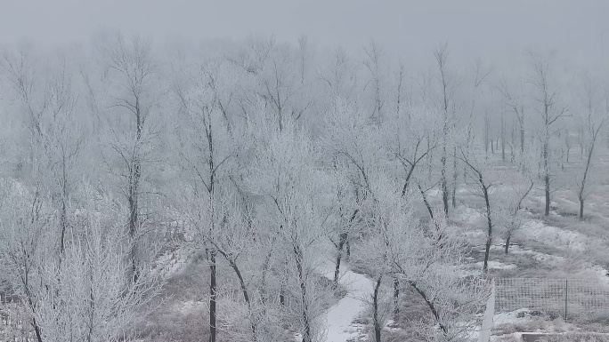 雾凇 雪景 冬季