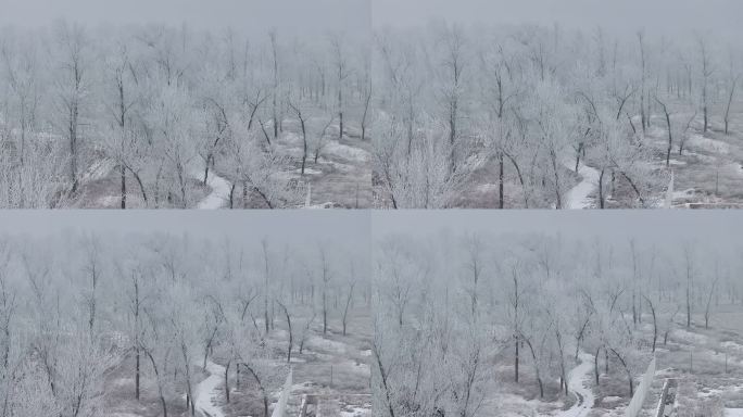 雾凇 雪景 冬季