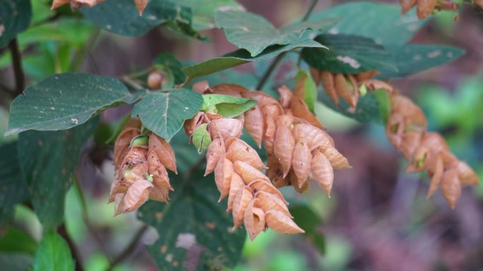 牛油果Flemingia strobilifera(幸运植物，野生啤酒花，小苞草)。在印度次大陆，它