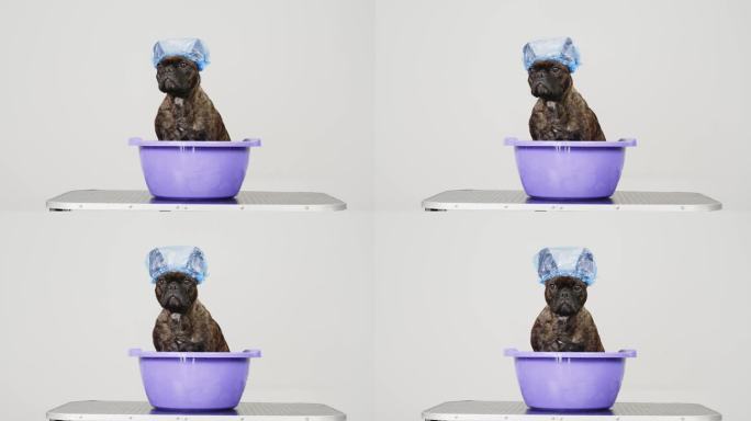 一只有趣的法国斗牛犬品种的狗洗澡用泡沫浴帽在浅色背景。宠物护理和卫生用品的概念。