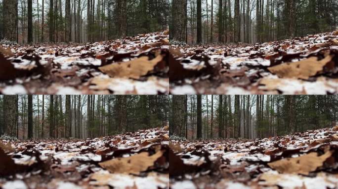 在一个平静祥和的冬日里，在一片美丽的松林深处，一场暴风雪开始时，低低的地面上，慢镜头下着小雪