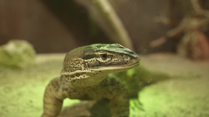 在爬行动物保护中，大蜥蜴用舌头抵着窗户。