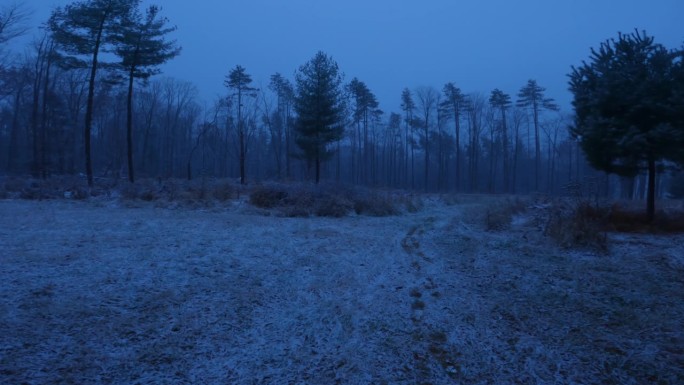 美丽的小雪在美丽的草地和松树林的夜晚