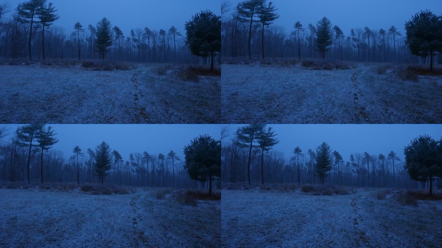 美丽的小雪在美丽的草地和松树林的夜晚