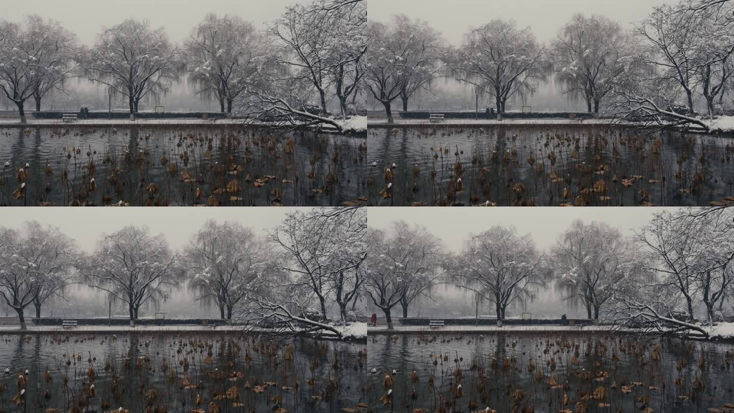 大雪中的湖中残荷与树木06