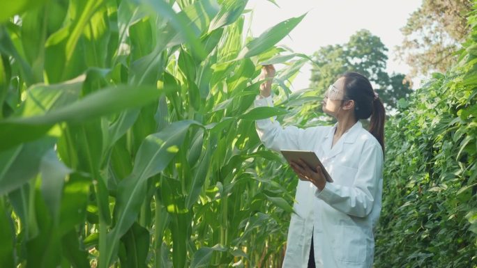 女研究员在分析种植园里的玉米叶片。