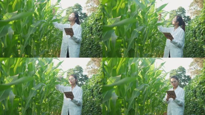 女研究员在分析种植园里的玉米叶片。