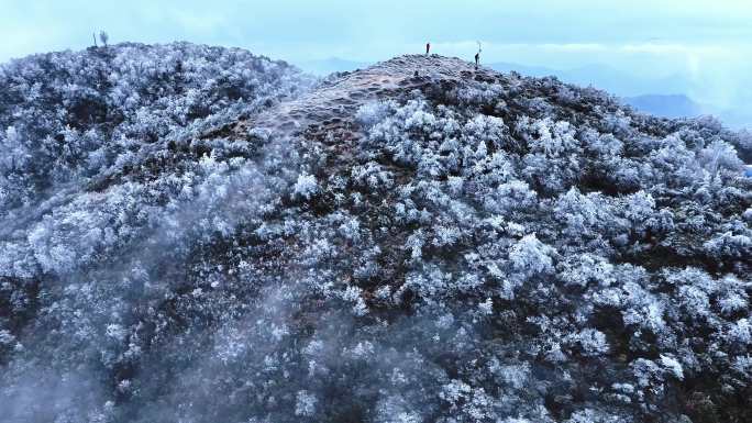 深圳降温梧桐山下雪杜鹃树早晨现冰挂奇观