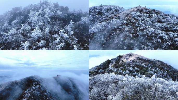 深圳降温梧桐山下雪杜鹃树早晨现冰挂奇观