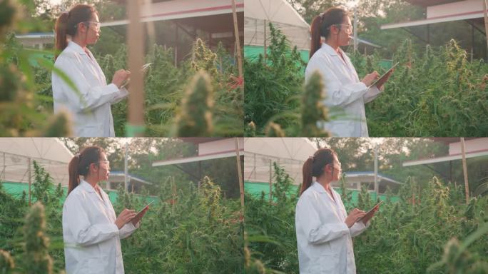 研究人员检查了大麻植物并记录了数据。