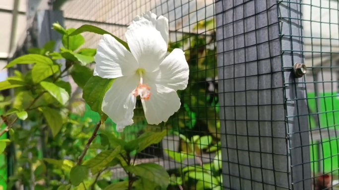 花园中的白色木槿花