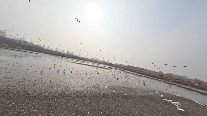 穿越机航拍河湖飞鸟群白鹭鸟类集中地与鸟飞