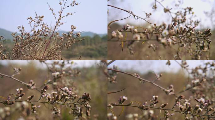 钻叶紫菀花