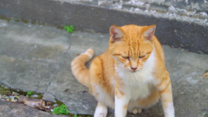 猫咪 橘猫 人间烟火气 生活 老街道