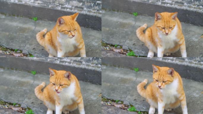 猫咪 橘猫 人间烟火气 生活 老街道