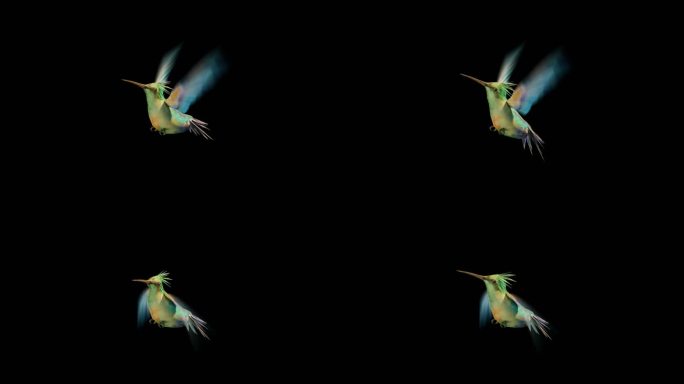 写实蜂鸟循环带通道视频素材