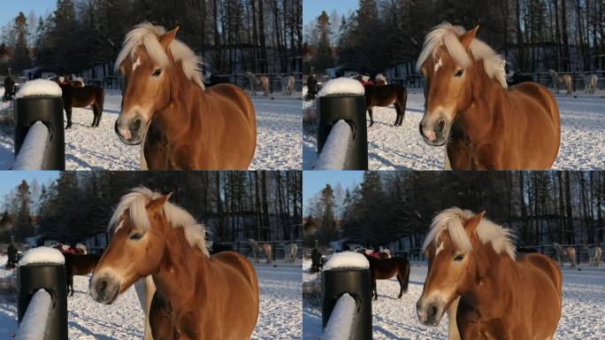 美丽的马在冬季围场，马在背景，乡村