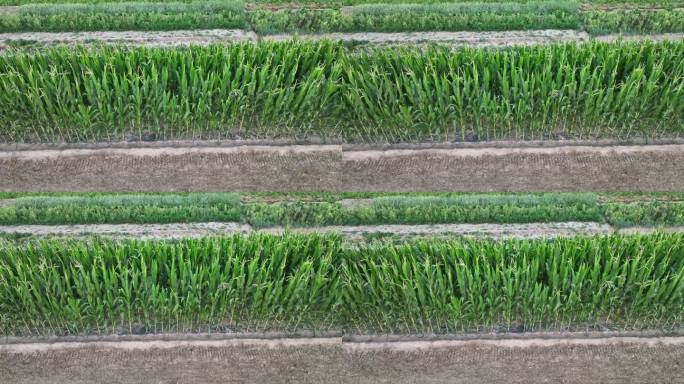 整齐的玉米 玉米田 玉米穗玉米生长