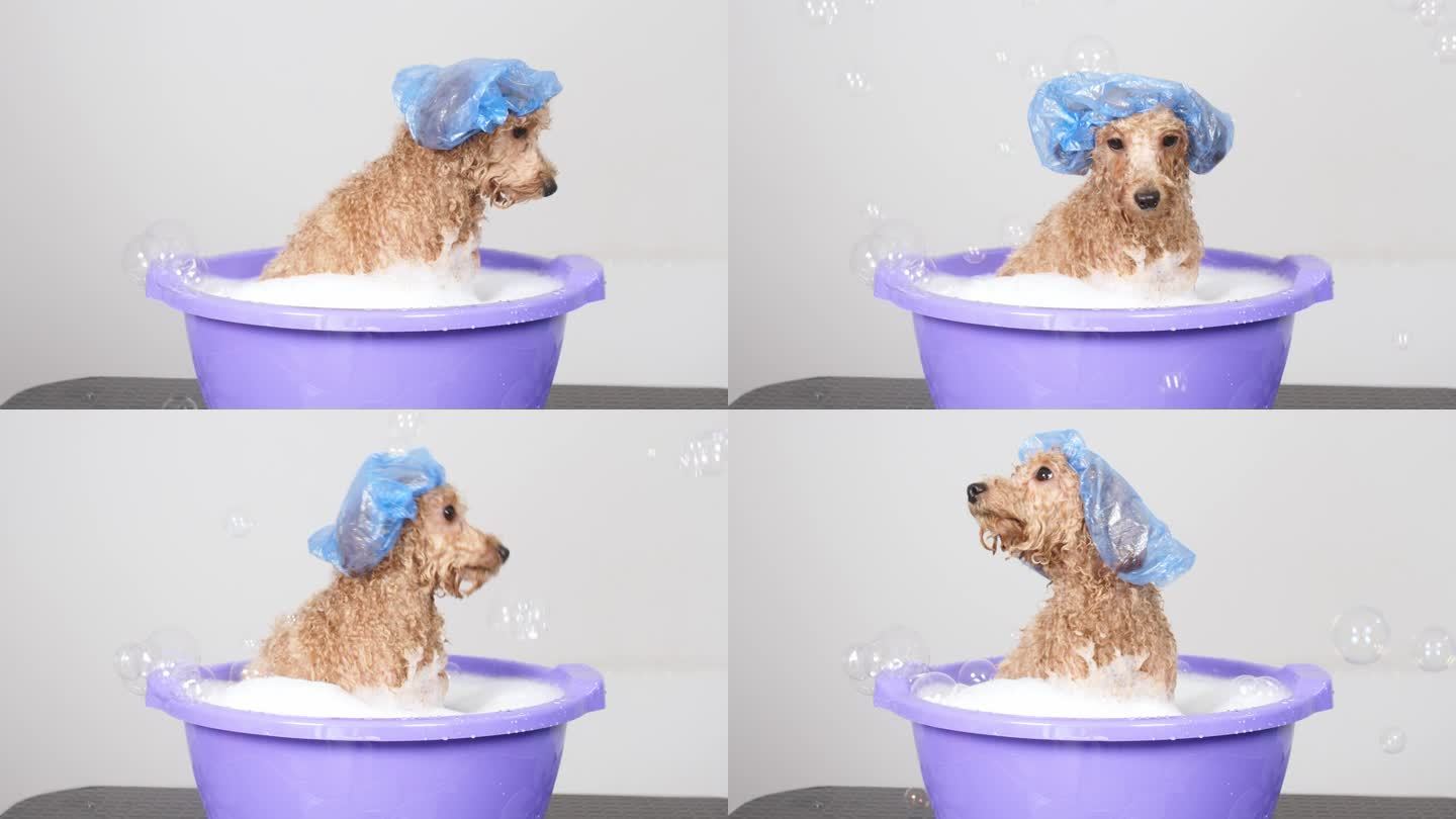 有趣的友好的狗洗澡用泡沫浴帽在浅色背景。宠物护理和卫生理念。