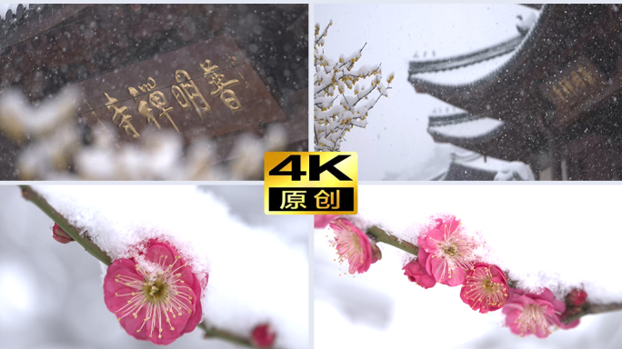 永康普明禅寺下雪梅花