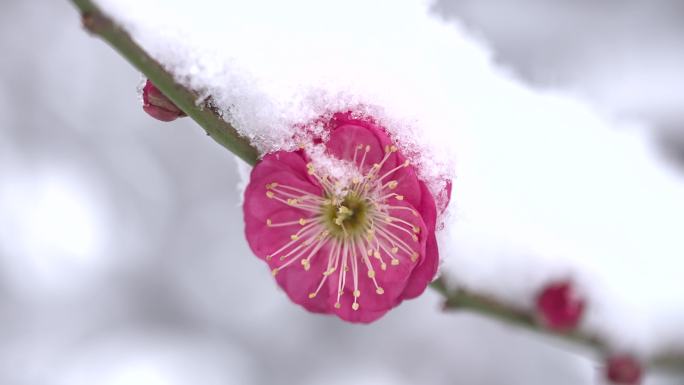 永康普明禅寺下雪梅花