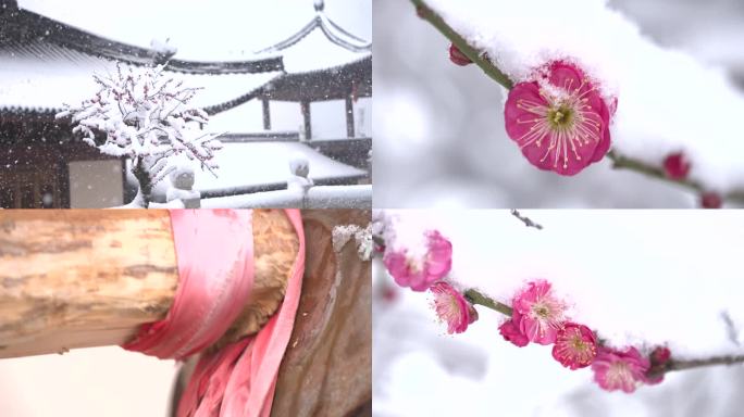 永康普明禅寺下雪梅花