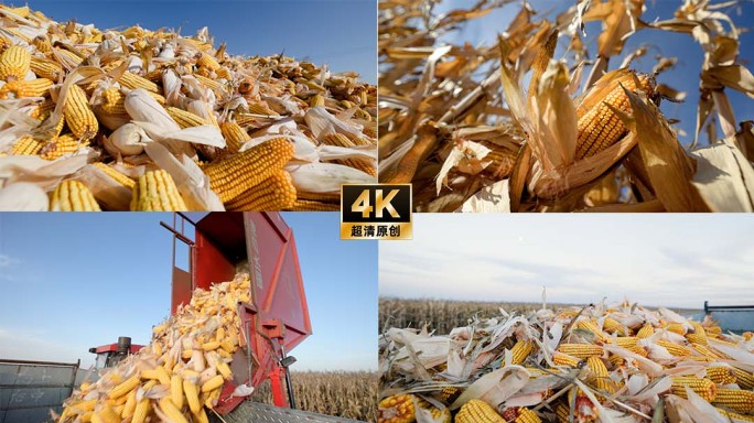 4K玉米秋收全程跟拍