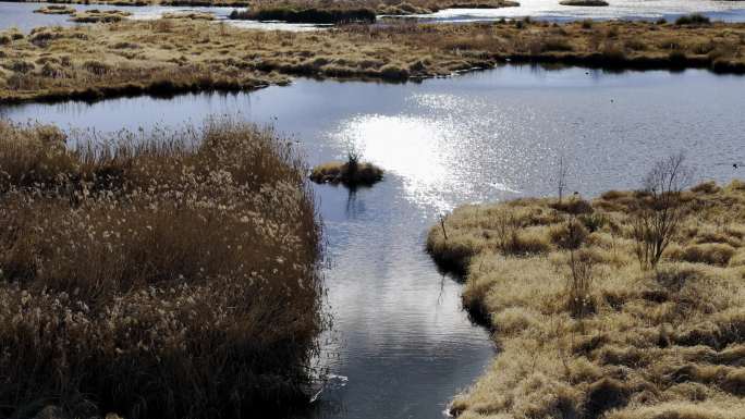 沼泽地湿地草海自然生态环境冬季秋季