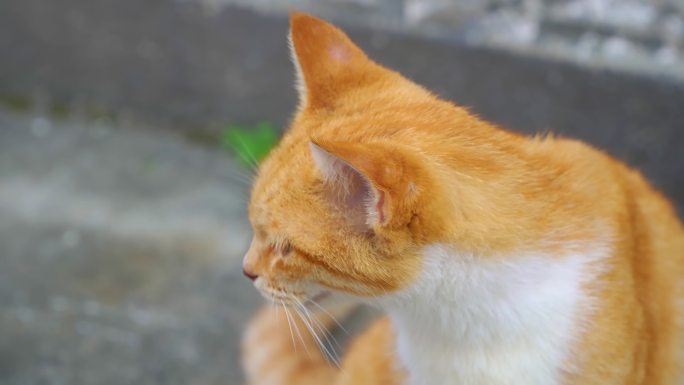 猫咪 橘猫 人间烟火气 生活 老街道