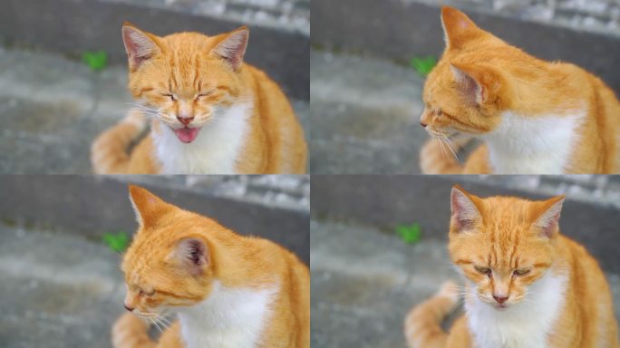 猫咪 橘猫 人间烟火气 生活 老街道