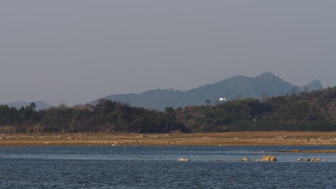 鸟类 飞翔 飞行 湖泊 自然 风景