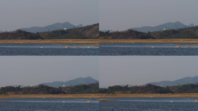 鸟类 飞翔 飞行 湖泊 自然 风景