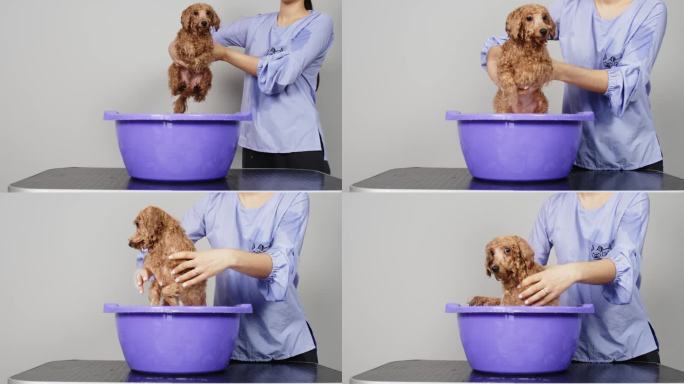 缓慢的运动。狗美容沙龙。美容师在泡沫中给一只金色的小狮子狗洗澡。专业的动物护理。在宠物沙龙做水疗和放