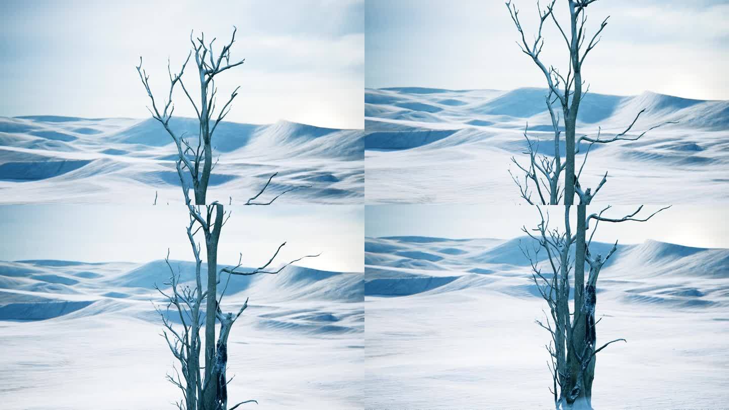 一棵冰冻的树孤零零地矗立在积雪荒原的中心