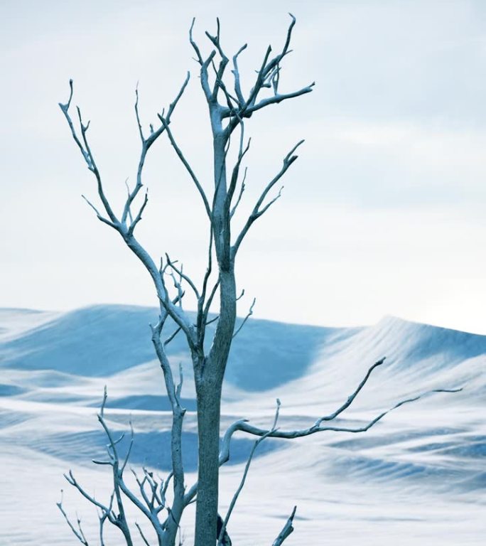 在白雪皑皑的沙漠冰冷的寂静中，一棵孤零零的树矗立着