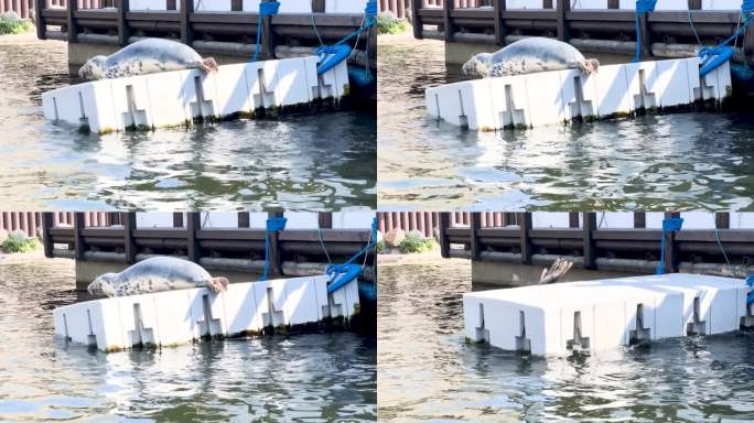 一只海豹躺在水边的浮船坞上休息