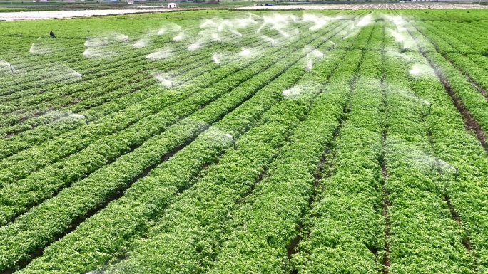 现代灌溉 灌溉喷灌航拍现代农业大型农场