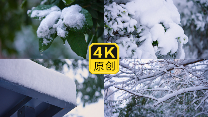 树叶上的雪花冰晶树枝上积雪下雪升格慢动作