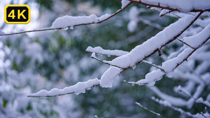 树叶上的雪花冰晶树枝上积雪下雪升格慢动作