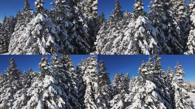 空中无人机拍摄的松树林在山脉覆盖清脆的雪在蓝天下，在洛格拉，斯洛文尼亚