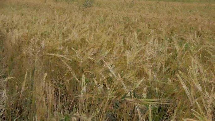 从上面看，麦田里的大麦小穗随风摇摆。收割，种面包。农业综合企业
