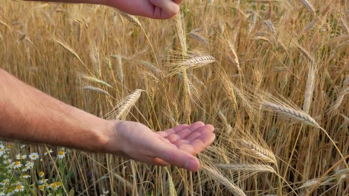 在金黄色的麦田里，一个农民用有力的双手将一粒成熟的小麦倒入他的手掌。谷物的质量控制。收割。农业综合企