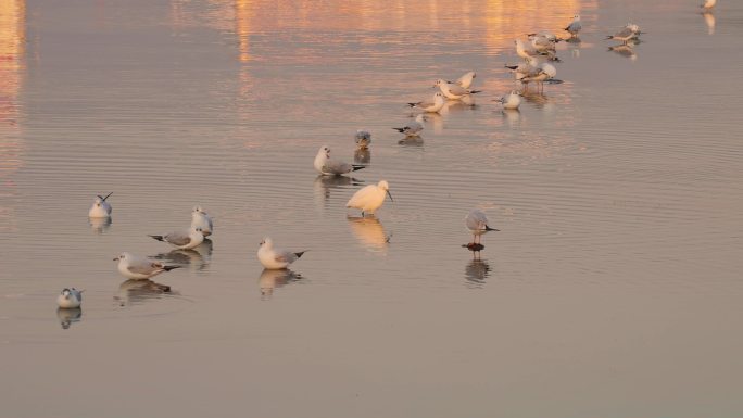 冬天深圳湾公园湿地休憩的海鸥