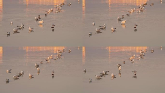 冬天深圳湾公园湿地休憩的海鸥