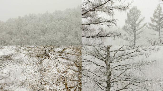 森林冬天下雪降雪暴雪