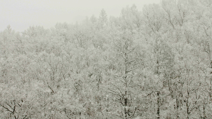 森林冬天下雪降雪暴雪