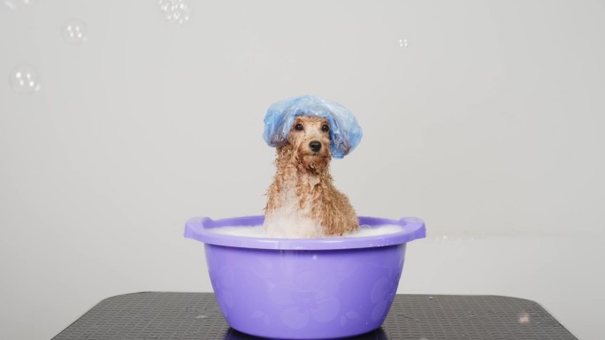 缓慢的运动。有趣的友好的狗洗澡用泡沫浴帽在浅色背景。宠物护理和卫生理念。